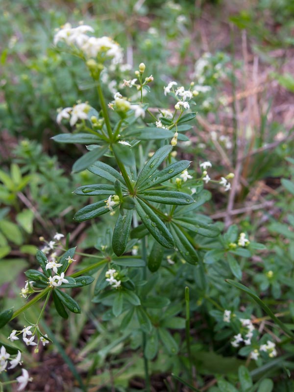Galium mollugo subsp. erectum ?